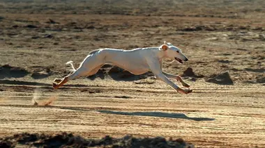 Nos plus fidèles compagnons