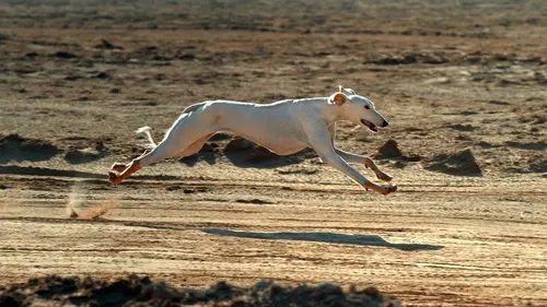 L'odyssée des chiens S01E01 Nos plus fidèles compagnons