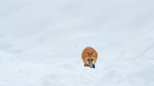 Audiences TV : L'odyssée des chiens