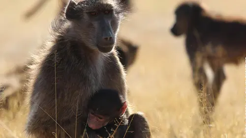 L'Odyssée des primates S01E02 Afrique