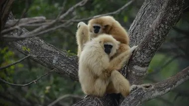 L'Odyssée des primates S01E01 Asie