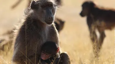 L'Odyssée des primates S01E02 Afrique