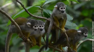 L'Odyssée des primates S01E03 Amériques