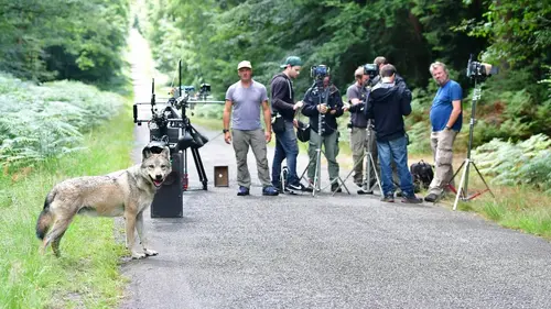 Casting L'odyssée du loup : secrets de tournage