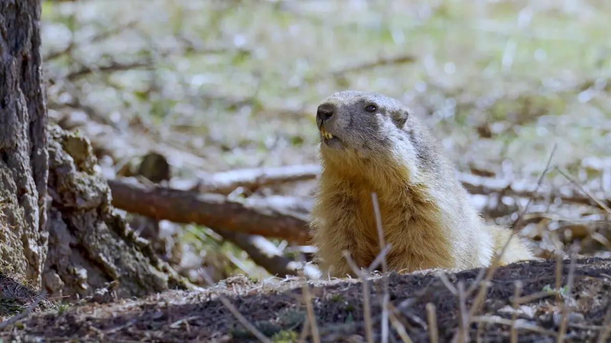 L'oeil et la main Eric Wild, objectif nature