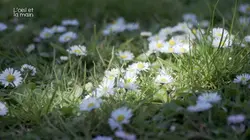 L'oeil et la main  Ça pousse, en silence !