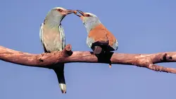 L'oiseau bleu : la vie secrète du rollier d'Europe