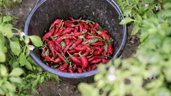 L'or rouge de Hongrie - Paprika : Peter défie la concurrence