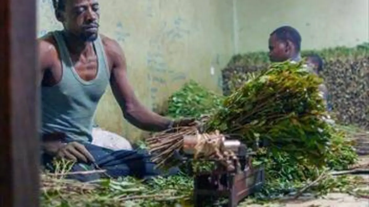 L'or vert ou la stupéfiante odyssée du khat