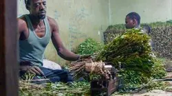 Visuel de L'or vert ou la stupéfiante odyssée du khat