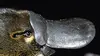 2003 • L'ornithorynque, l'animal le plus étrange de la planète