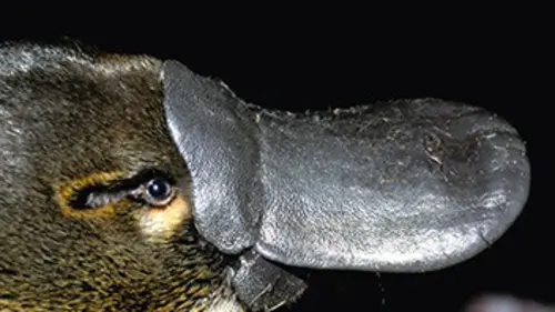 L'ornithorynque, l'animal le plus étrange de la planète