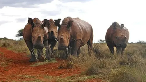 L'orphelinat de la savane