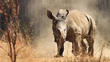 L'orphelinat des rhinos