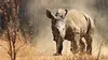 L'orphelinat des rhinos E02