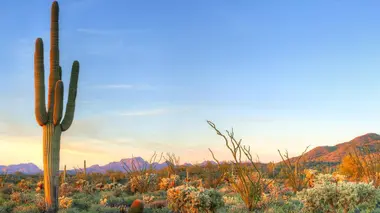 Dans la chaleur du désert