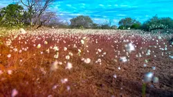 L'ouest sauvage de l'Australie : Dans la mosaïque d'ocres du parc Karijini