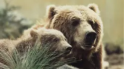 L'ours