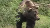 L'ours brun des Carpates
