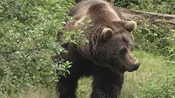 Visuel de L'ours brun des Carpates