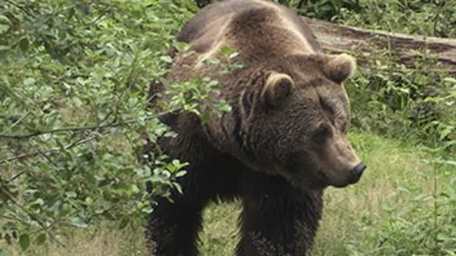 L'ours brun des Carpates