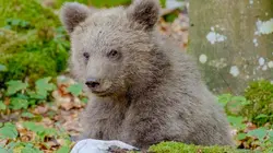 L'ours des Karavanke : Sur les traces d'un frontalier