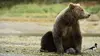 L'ours en moi