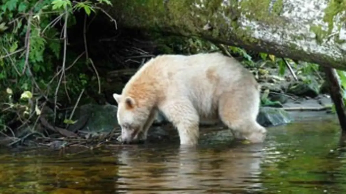 L'ours-esprit du Canada