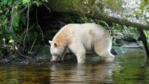 L'ours-esprit du Canada