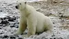 L'ours polaire, une espèce menacée ? (2014)