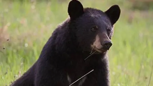 L'ourse noire et le bout du monde