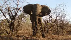 Visuel de L'univers de la savane