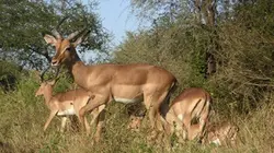 Visuel de L'univers de la savane