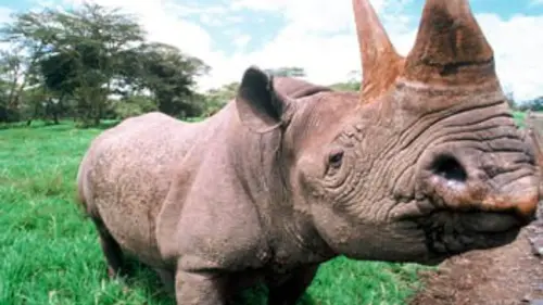 L'univers de la savane E03 Les autres : de simples voisins