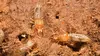 L'univers grouillant des termites