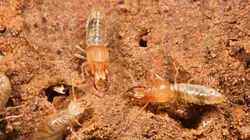 Visuel de L'univers grouillant des termites