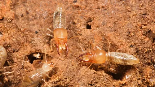 L'univers grouillant des termites