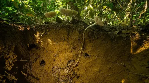 L'univers grouillant des termites