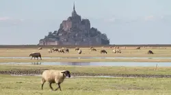 La baie de la grande marée