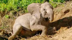 La balade des éléphants