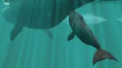 Visuel de La baleine boréale