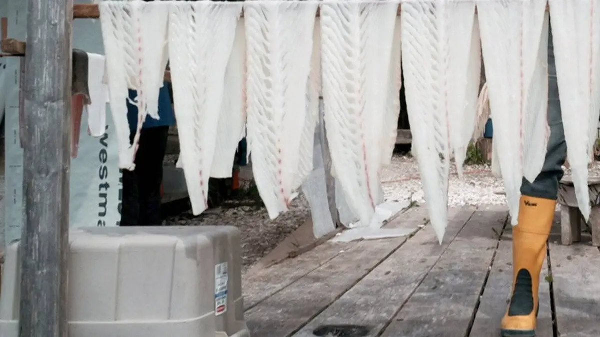 La baleine & le corbeau