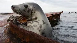 La Baltique sauvage E01 La côte