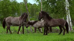 La Baltique sauvage S01E01 Forêts et marais