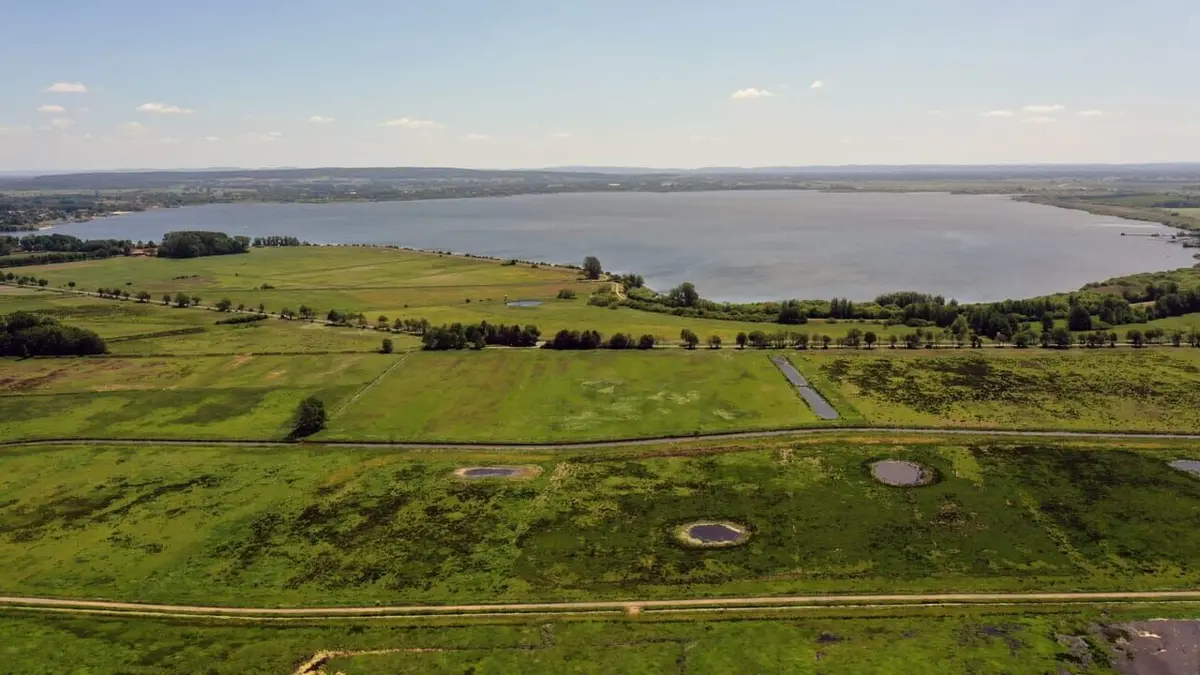 La barge à queue noire : L'oiseau méconnu des rivages