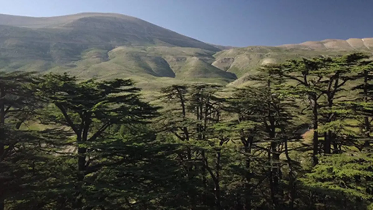 La bataille du cèdre