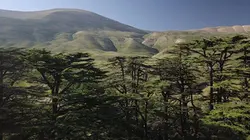 La bataille du cèdre