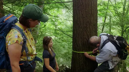 La Bataille pour la forêt La forêt ancienne