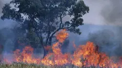 La Bataille pour la forêt La forêt ancienne