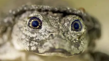 Les atouts de la disgrâce